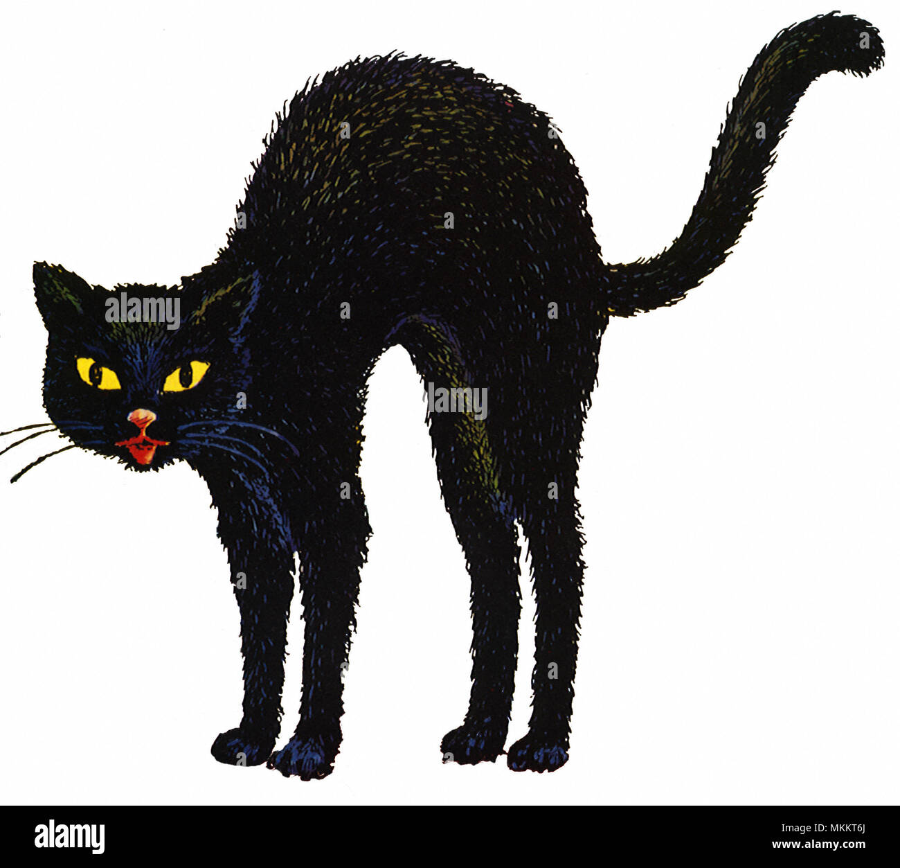 Chat noir Retour Arches Banque D'Images