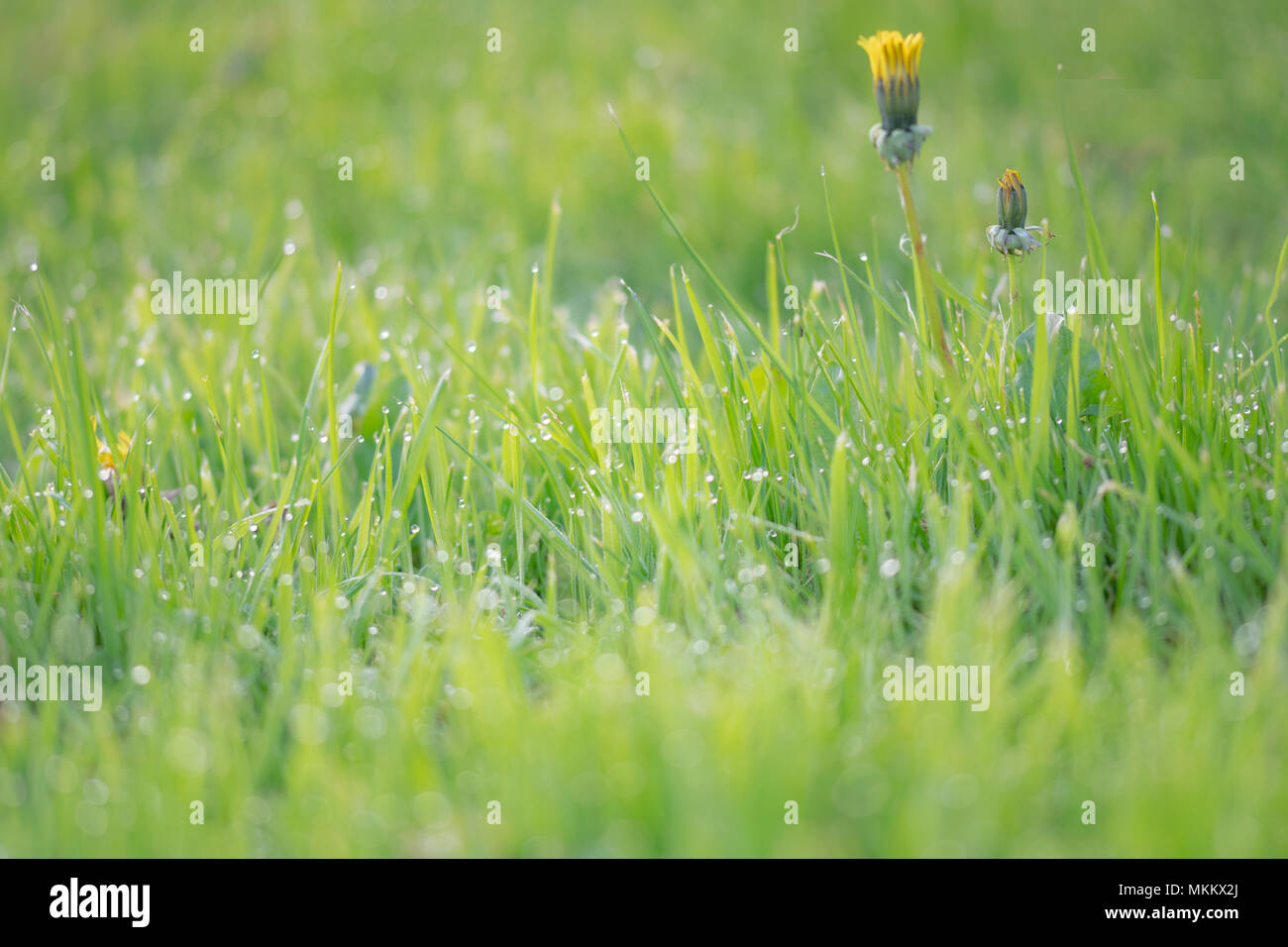 Tôt le matin, macro image d'herbe avec la rosée Banque D'Images