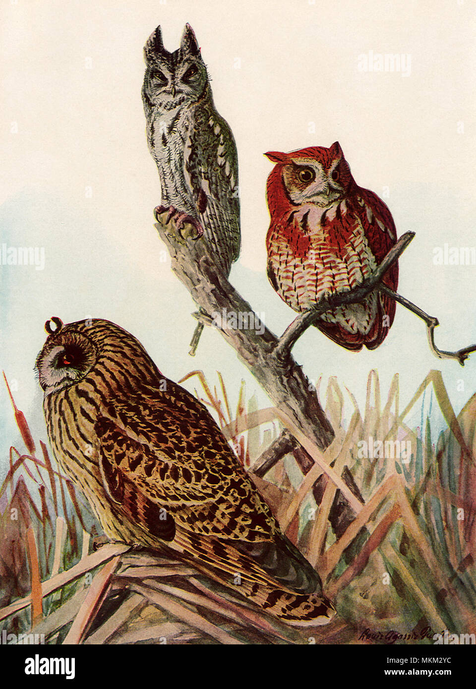 Owls in Marsh Grass Banque D'Images