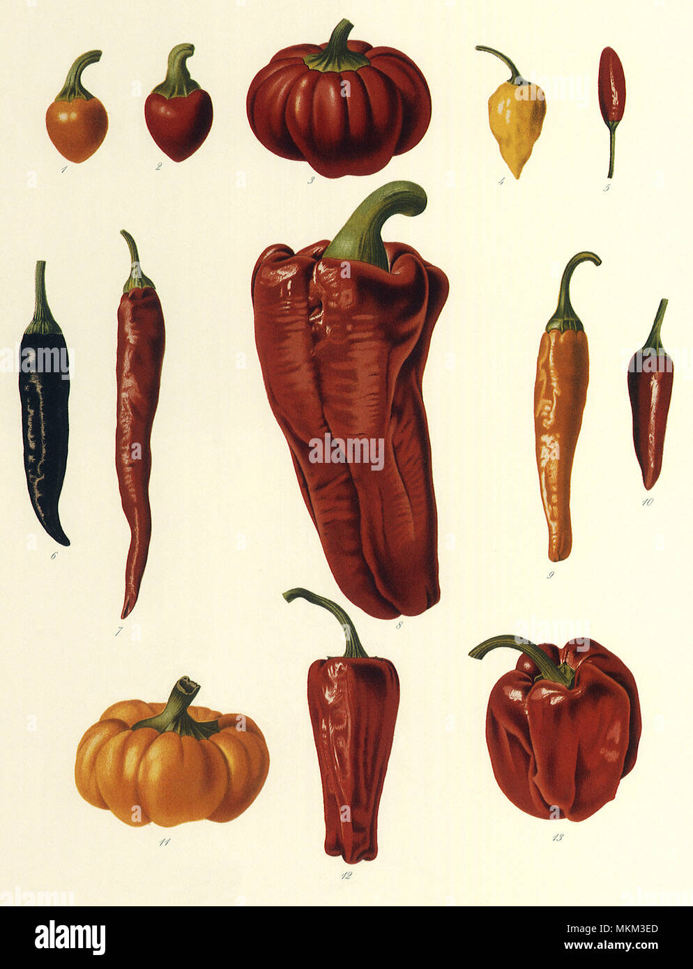 Red Hot Chili Peppers Banque D'Images