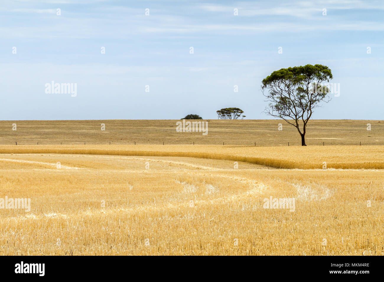 Le blé récolté en partie paddock d'arbres l'ouest de l'Australie Banque D'Images