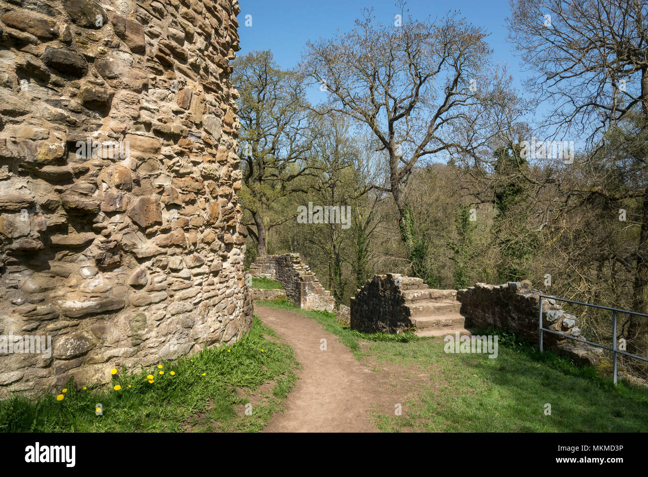 Ruines du château de Ewloe dans le Nord du Pays de Galles. 13e siècle château gallois indigènes caché dans un bois près du village de Ewloe. Partie d'Wepre country park. Banque D'Images