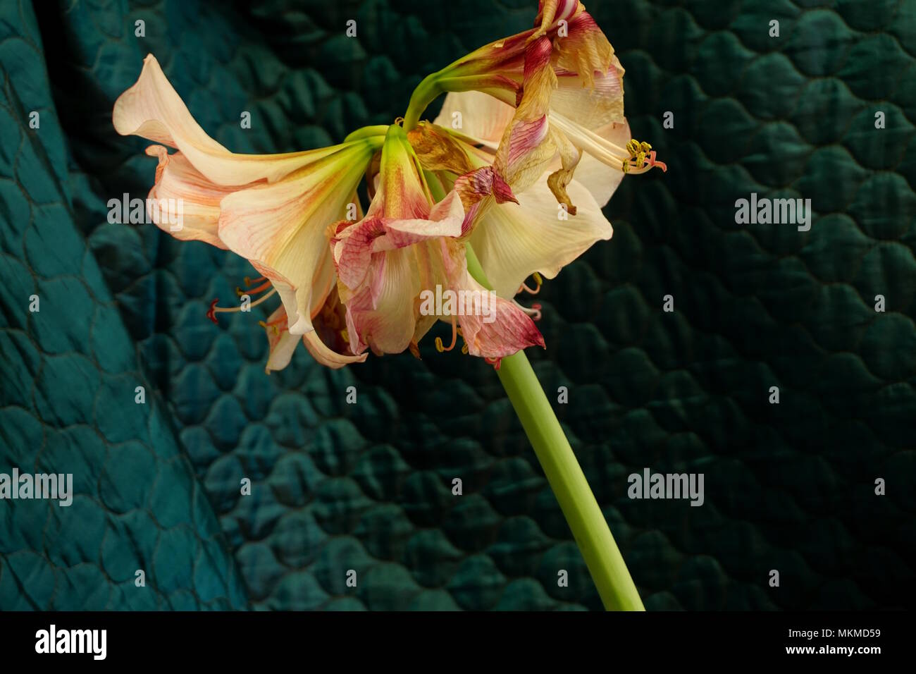 La mort de l'usine de l'Amaryllis Banque D'Images