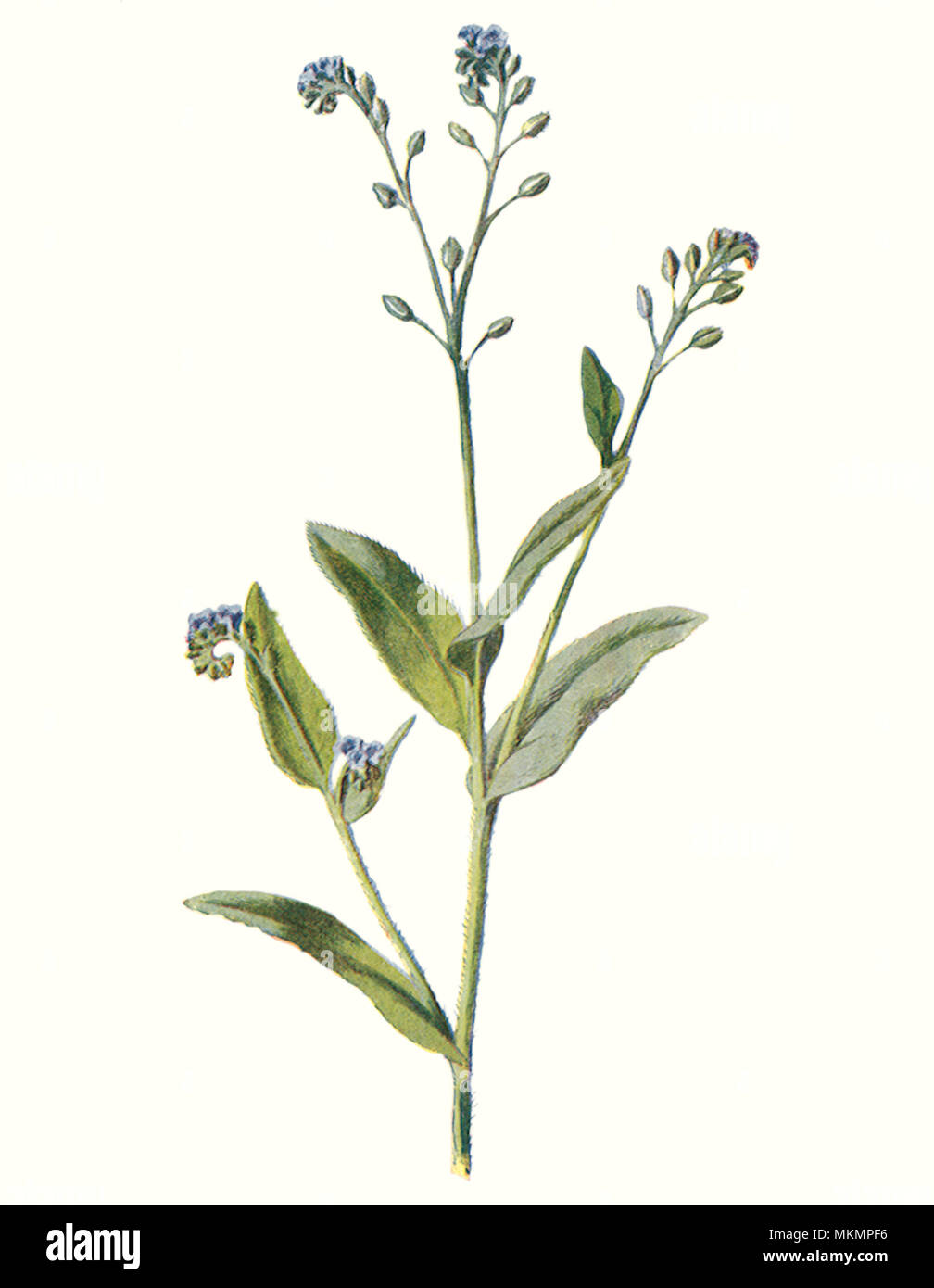 Domaine Scorpion-Grass Banque D'Images