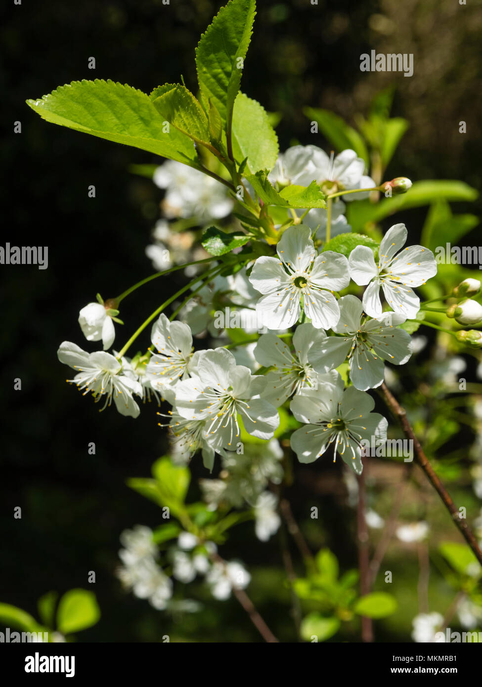 Blanc de printemps fleurs de la griotte, hardy Prunus cerasus 'Morello' Banque D'Images Blanc de printemps fleurs de la griotte, hardy Prunus cerasus 'Morello' Banque D'Images