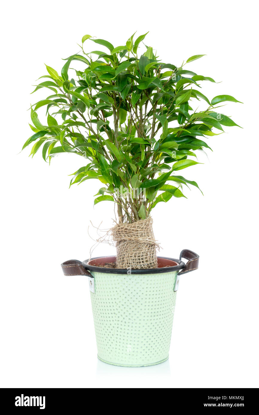 Ficus vert dans un pot. Isolé sur fond blanc. Banque D'Images