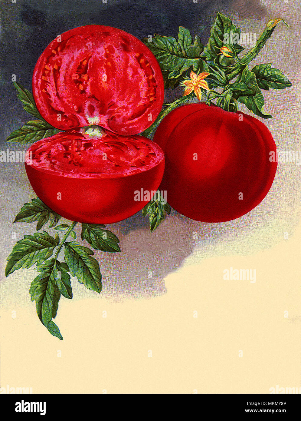 La moitié et tomate entière Banque D'Images
