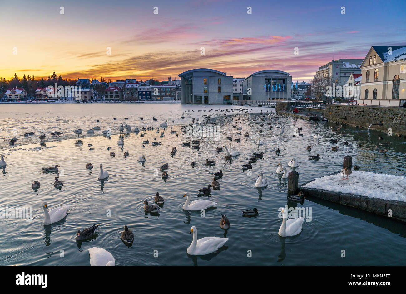 Les cygnes et les canards dans l'étang (Tjornin Reykjavik) au coucher du soleil, de l'Islande Banque D'Images