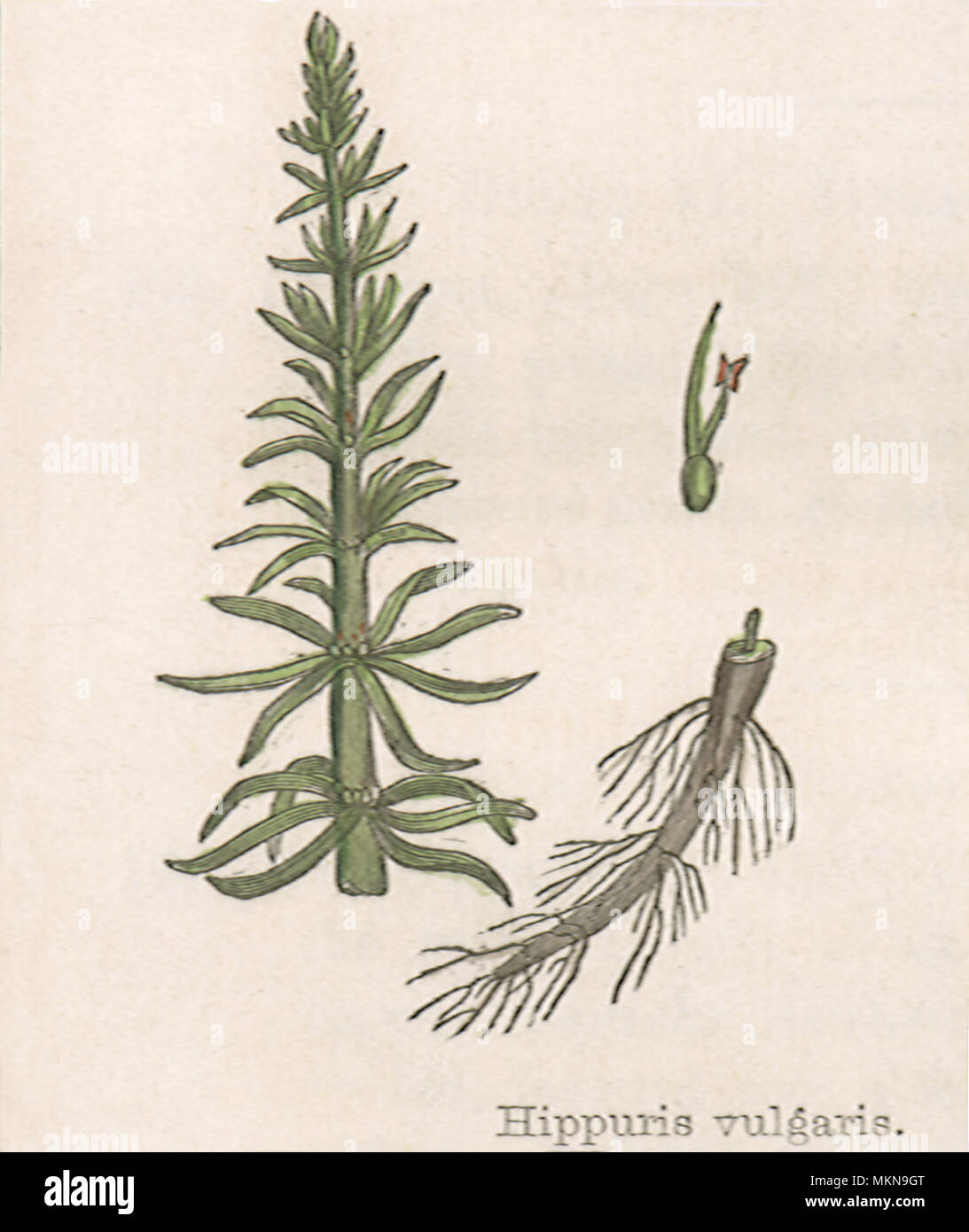 Queue de la Mare commune Banque D'Images