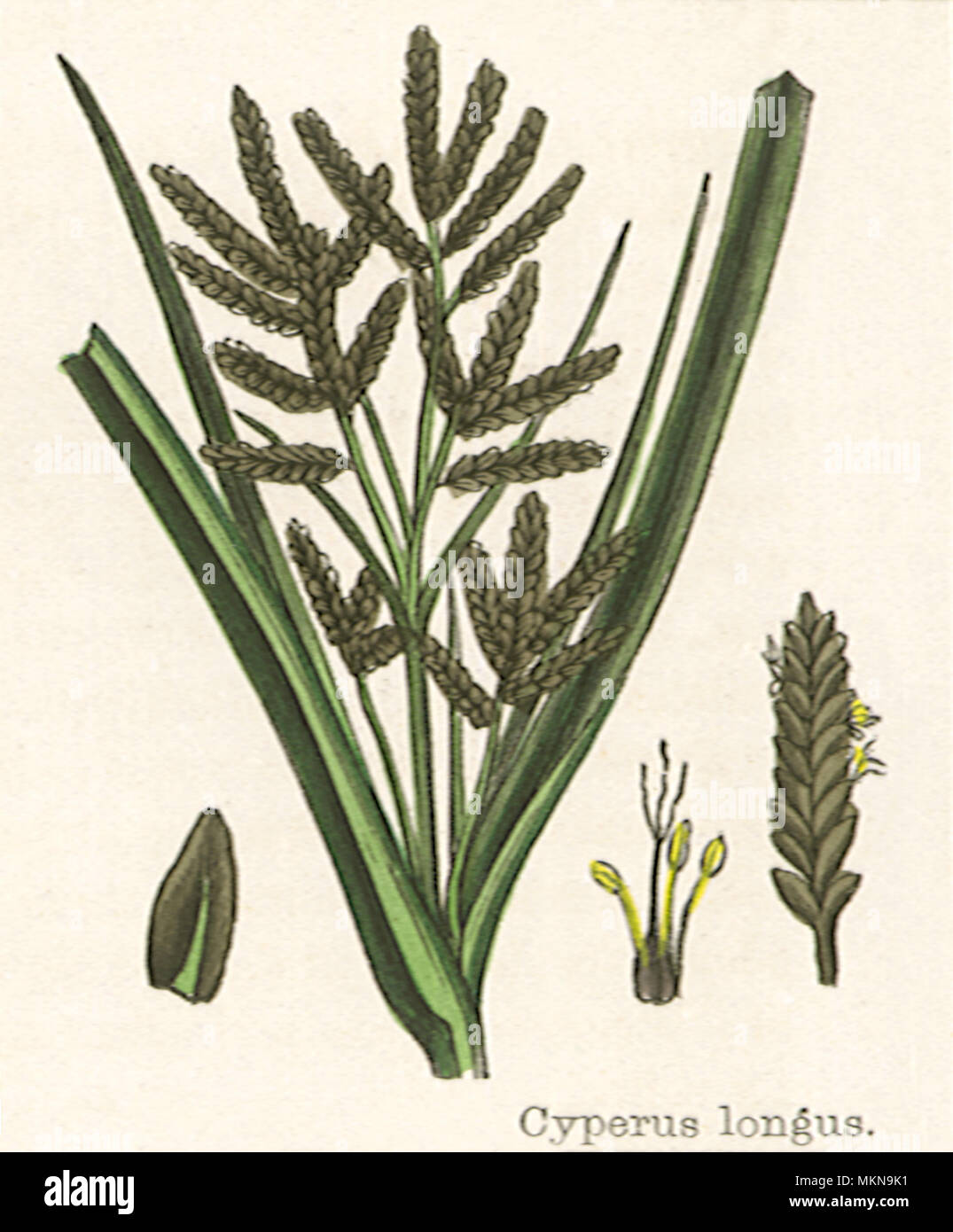 Anglais Galingale Banque D'Images