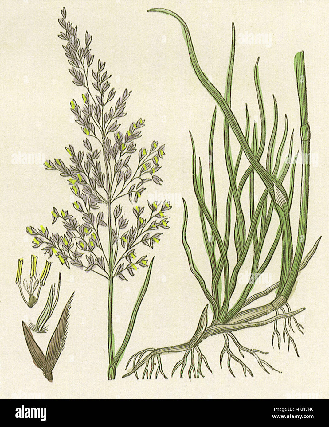 Brown Bent-Grass Banque D'Images