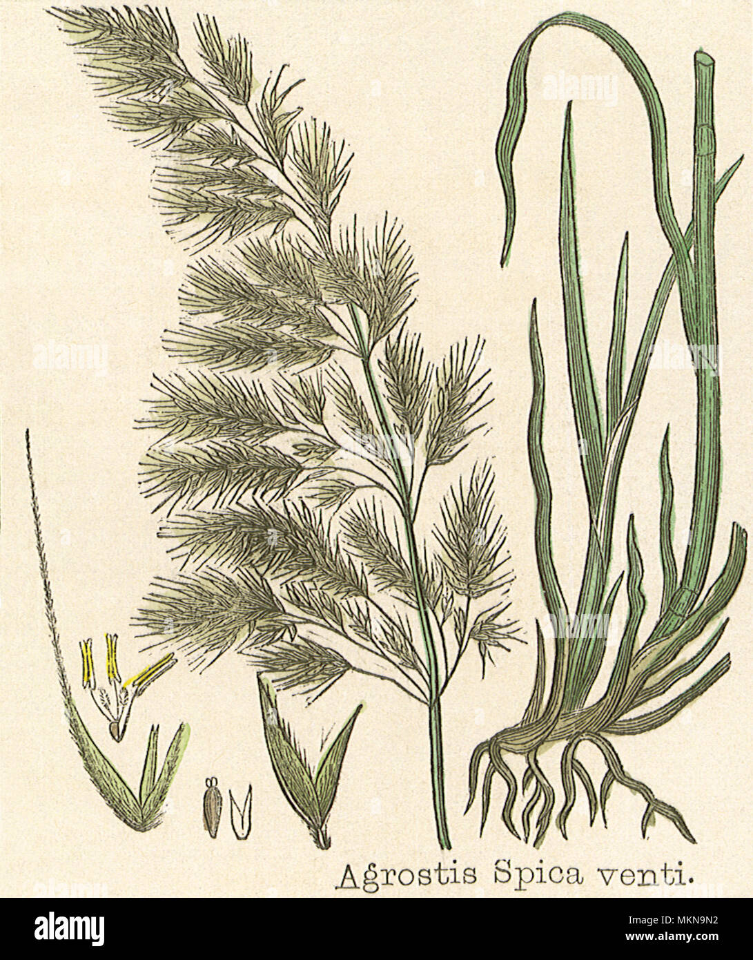 Bent-Grass soyeux Banque D'Images