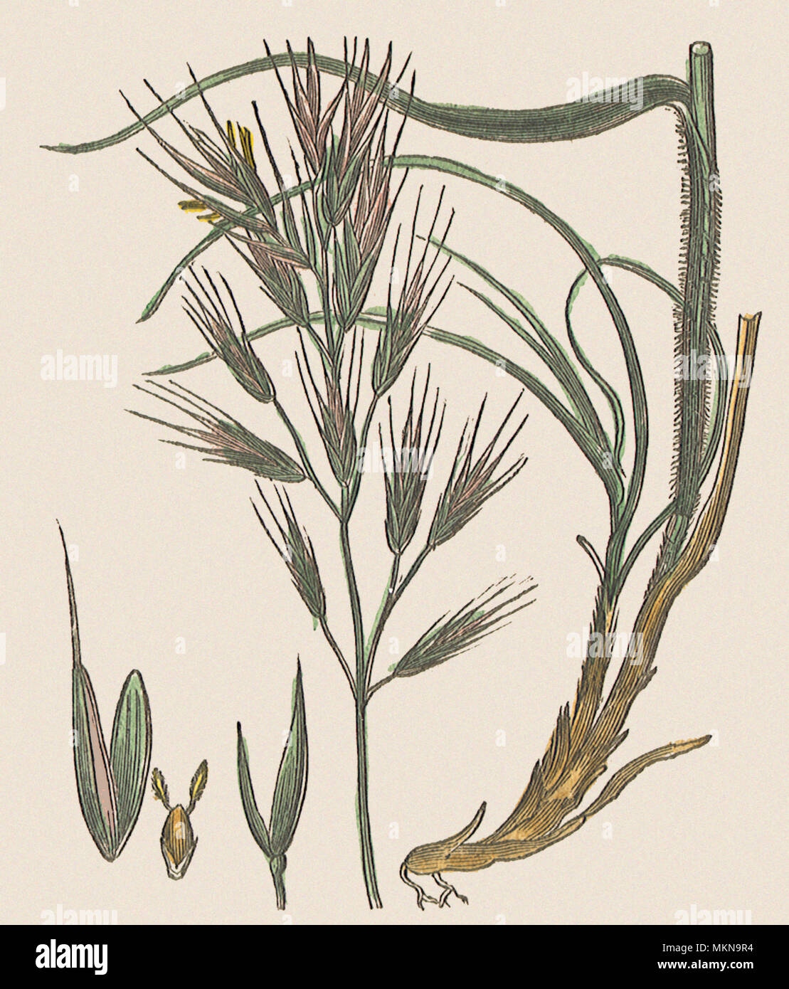 Herbe de brome Banque de photographies et d’images à haute résolution — free download