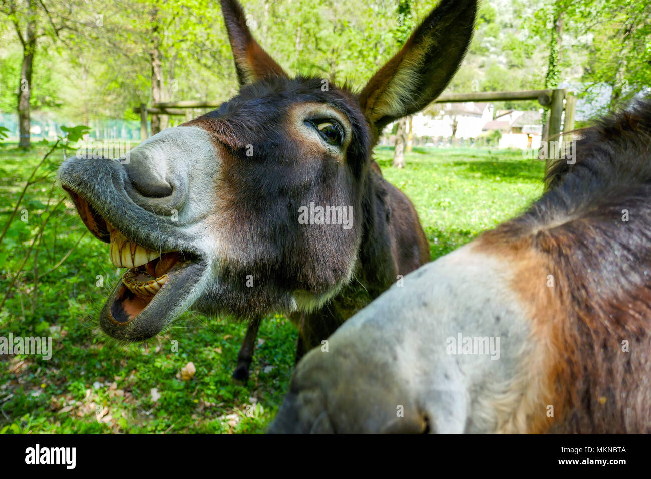 Deux âne, mule avec dents, ânes regardant la caméra Banque D'Images