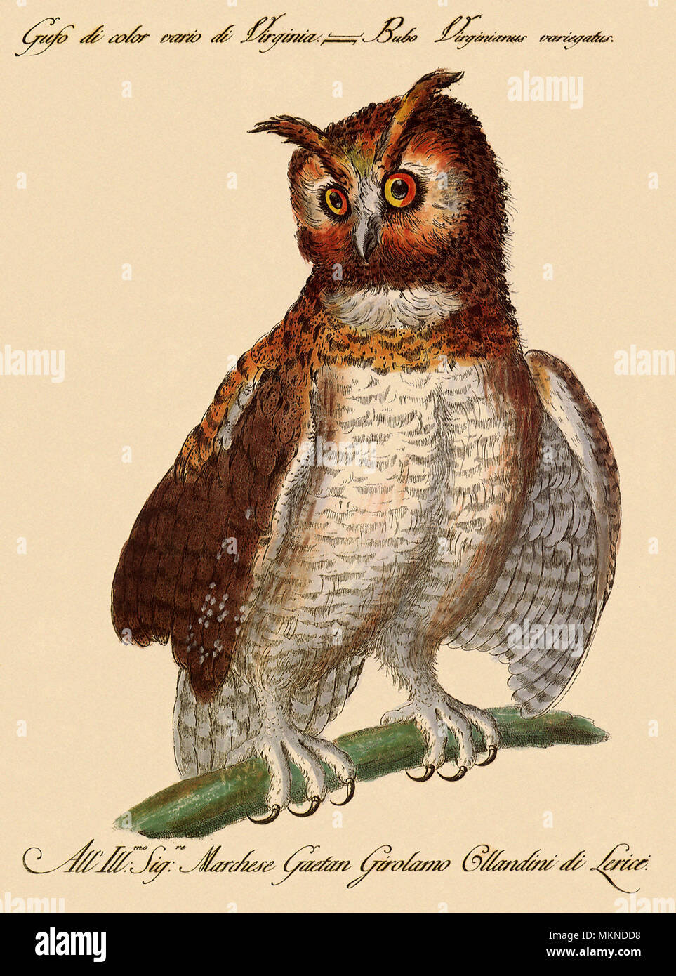 Multicolore de Virginia Owl Banque D'Images