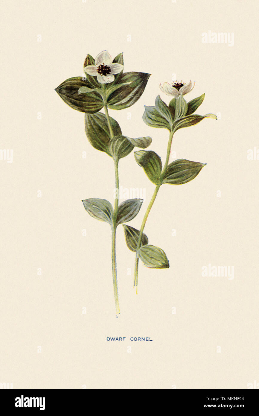 Dwarf Cornel, Cornus suecica Banque D'Images