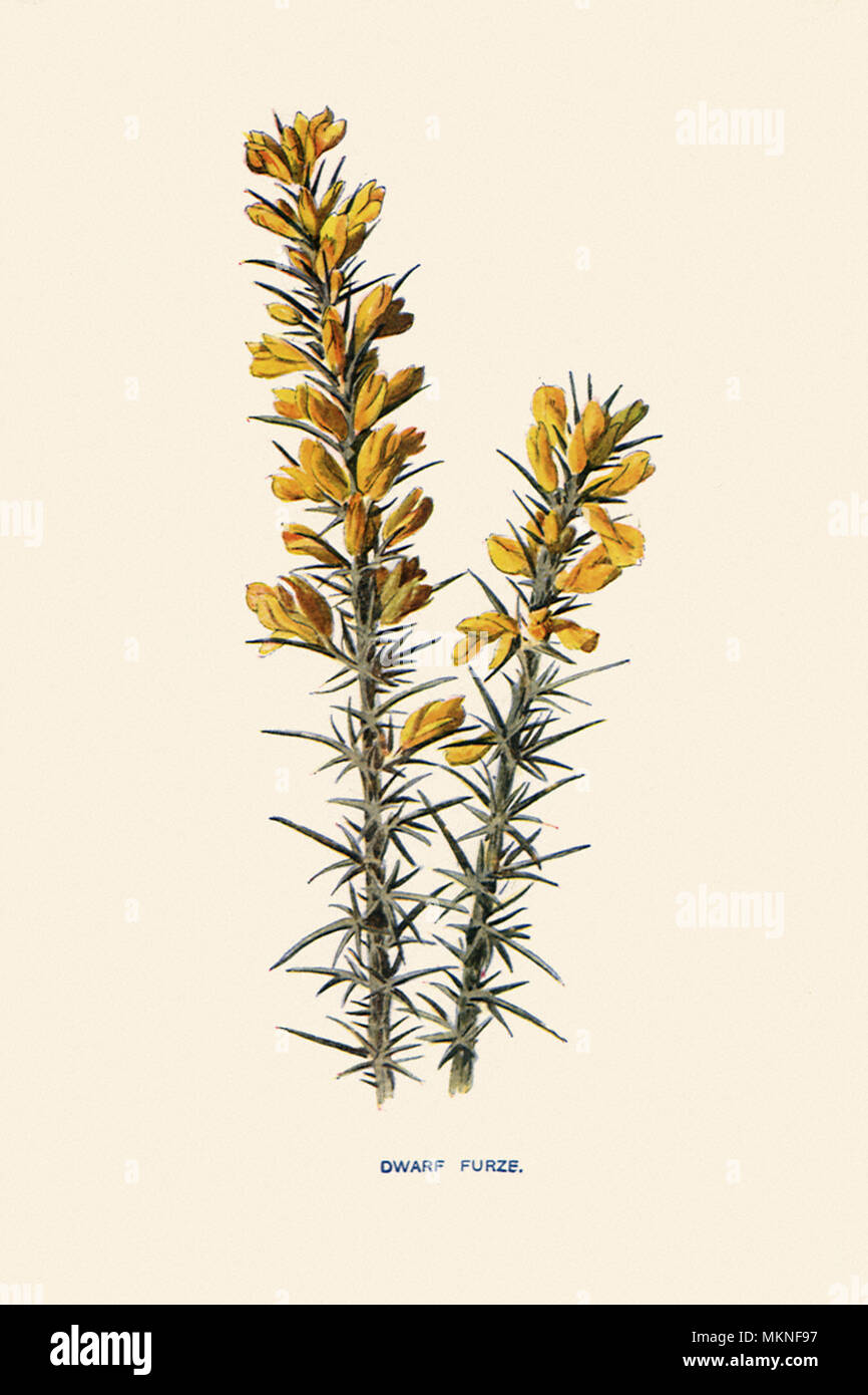 Furze, Ulex nanus nain Banque D'Images