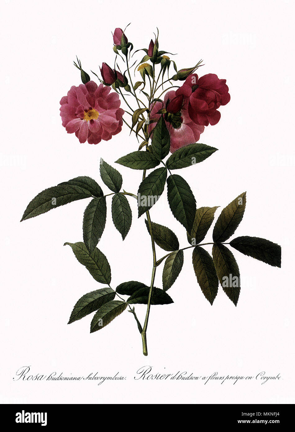 Subcorymbose Hudsoniana Hudson Rose, Rosa Subcorymbosa Banque D'Images