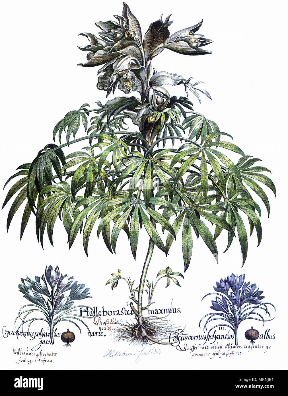 Helleborus foetidus, Crocus chrysanthus, Crocus angustifolius Banque D'Images
