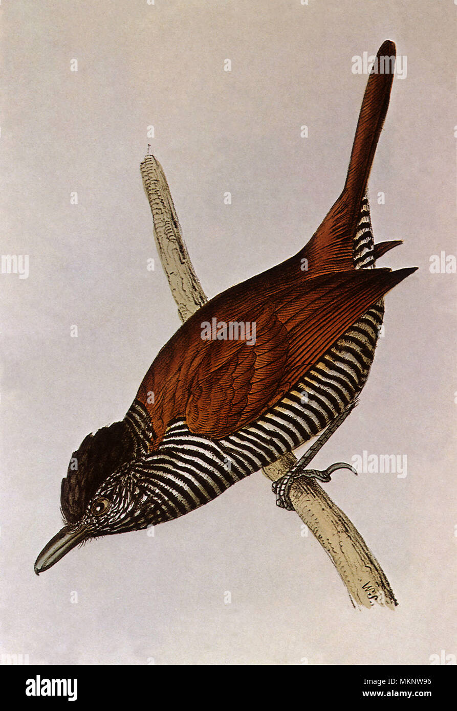 Antshrike bordée, Thamnophilus palliatus Banque D'Images