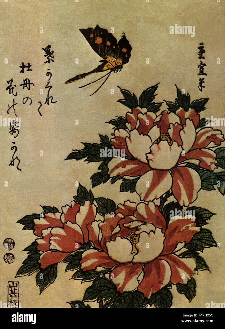 La pivoine et Papillon Banque D'Images