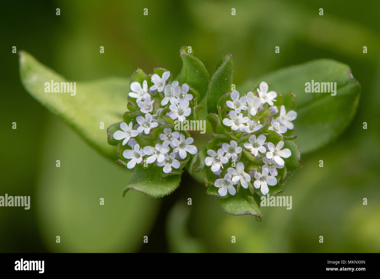La mâche (Valerianella locusta) fleurs à partir de ci-dessus. De plus en plus faible de la famille Caprifoliaceae, alias mâche Banque D'Images