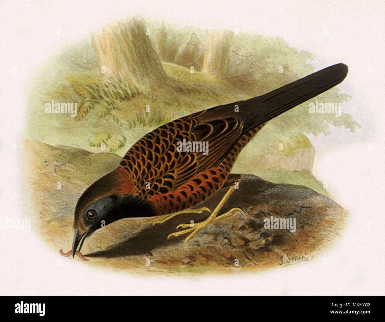 Ocellated Phaenostictus mcleannani, Antbird Banque D'Images