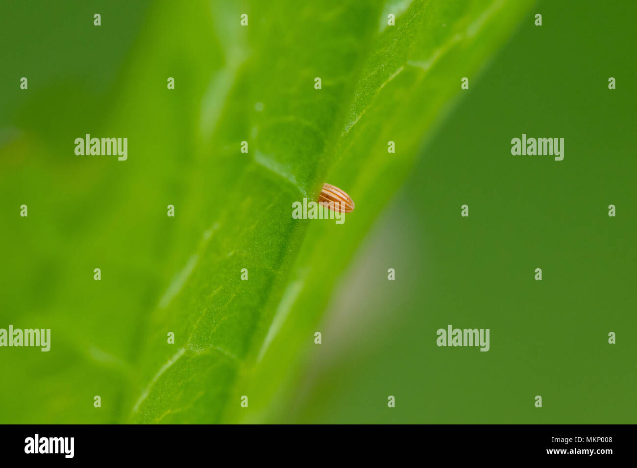 Papillon Orange-tip (Anthocharis cardamines) ovule. Oeuf Orange d'insecte de la famille des Pieridae sur l'alliaire officinale (Alliaria petiolata) feuille Banque D'Images