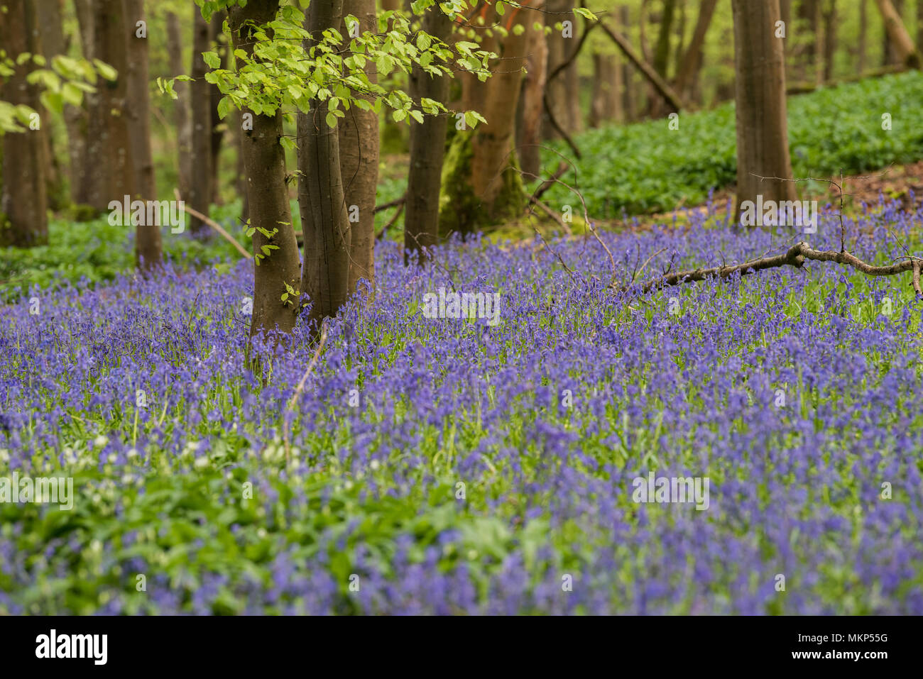 Blue Bells fleurit à Sussex, en Angleterre Banque D'Images