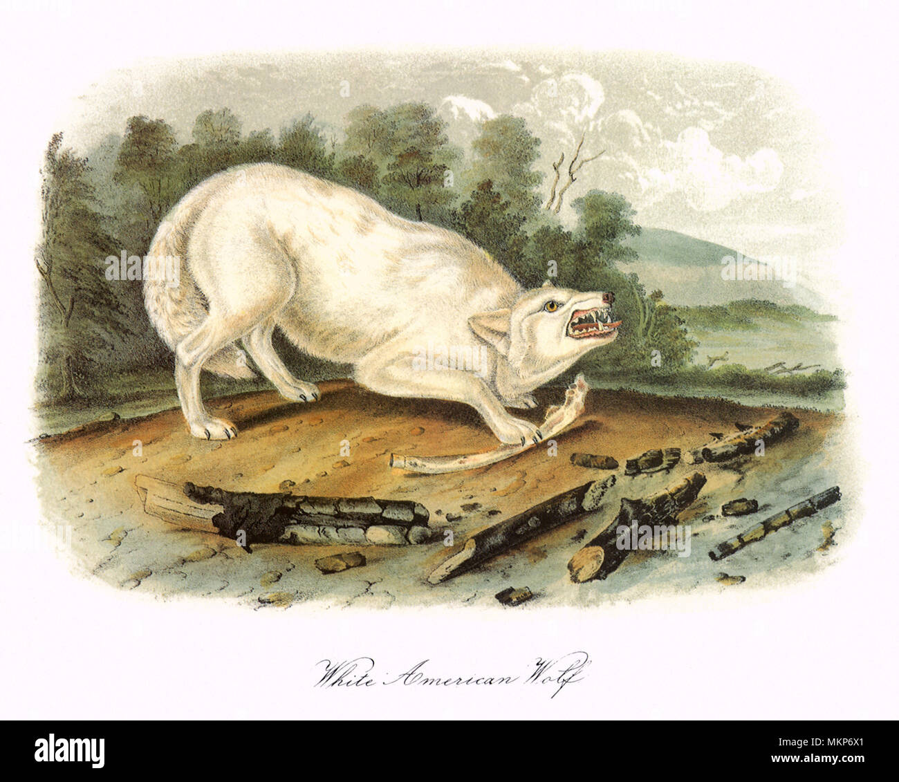 American White Wolf Banque D'Images