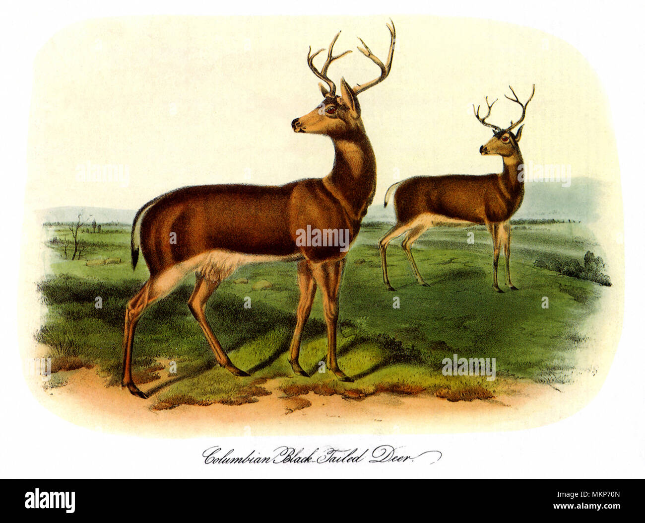 Black-Tailed Deer Banque D'Images