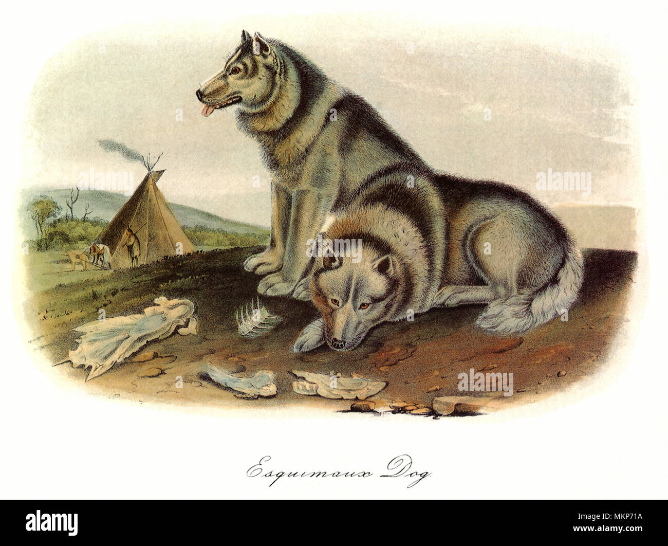 Chien esquimau Banque D'Images