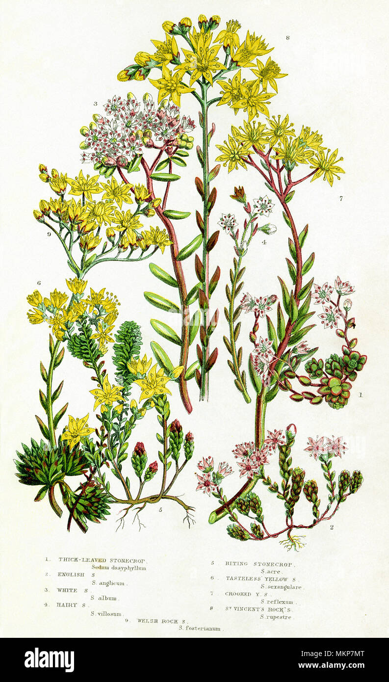 Stonecrop assorties Fleurs Banque D'Images