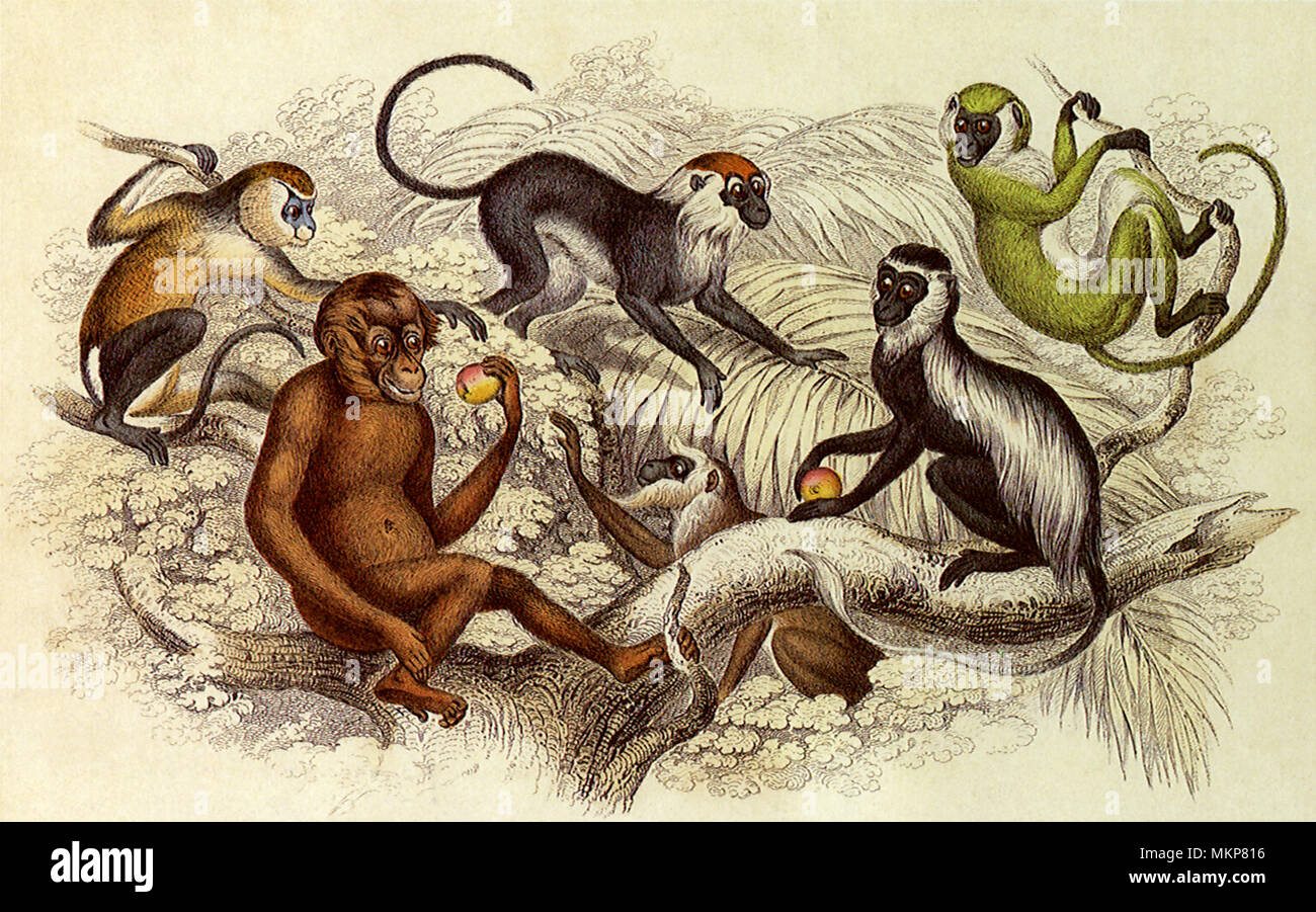 Un assortiment de singes Banque D'Images