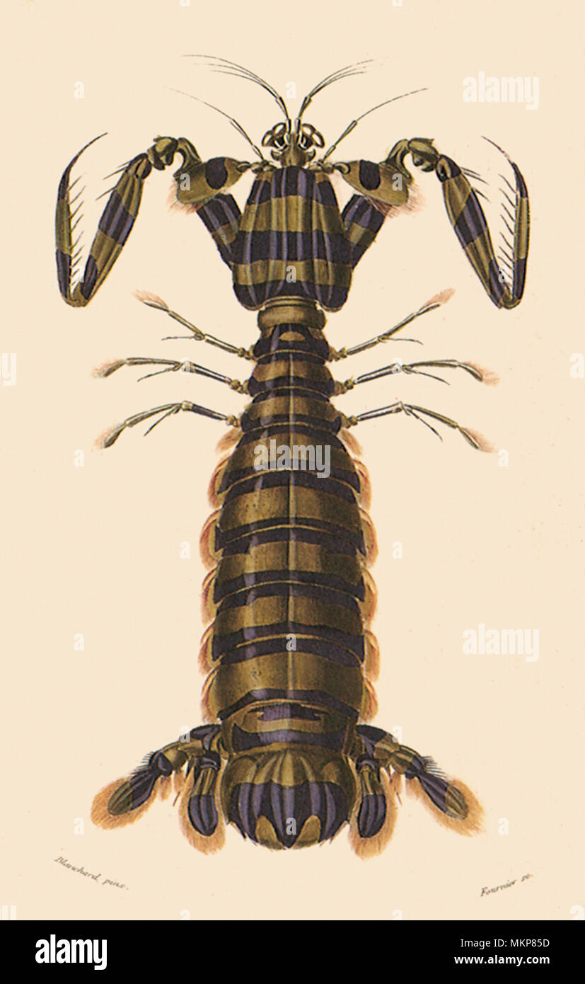 Squilla Mantis (crevettes maculata) Banque D'Images