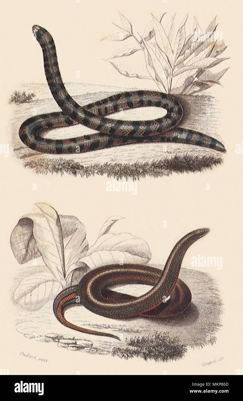 Serpent Serpent cylindre et Smooth-Bellied Banque D'Images