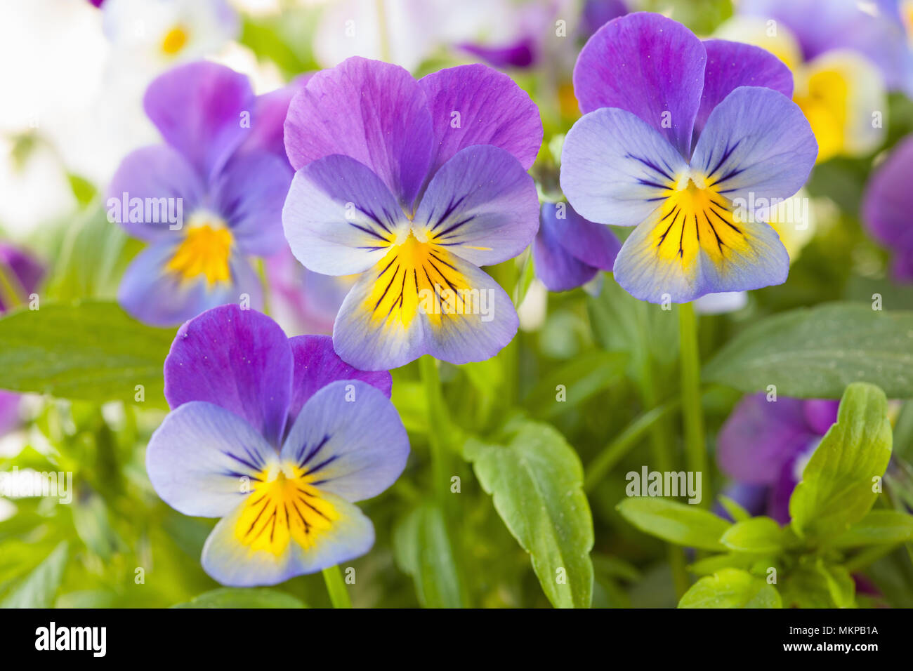 Beau jardin en fleurs d'été pansy Banque D'Images