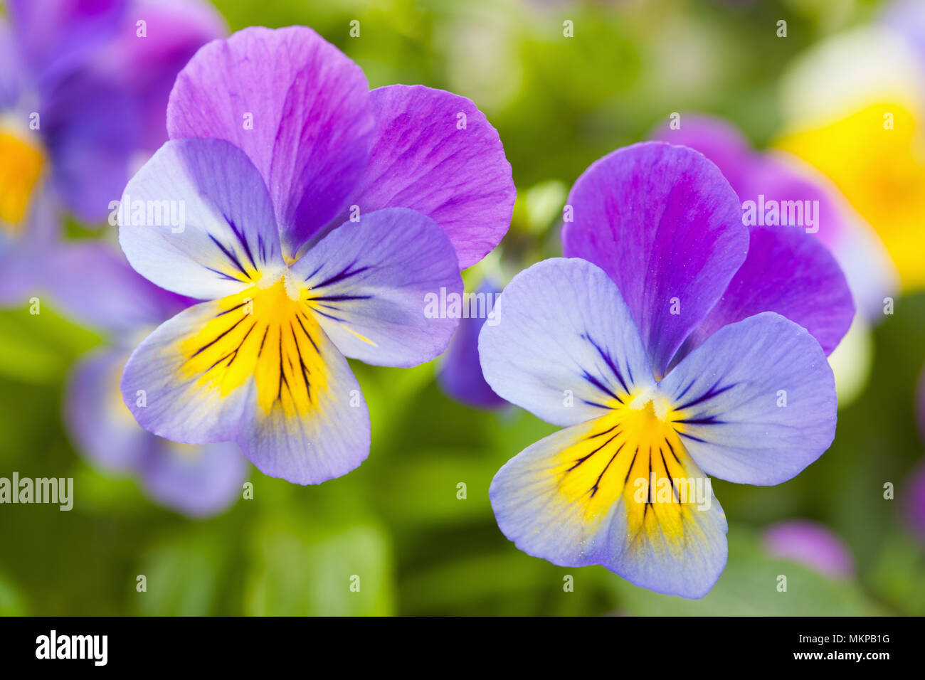 Beau jardin en fleurs d'été pansy Banque D'Images