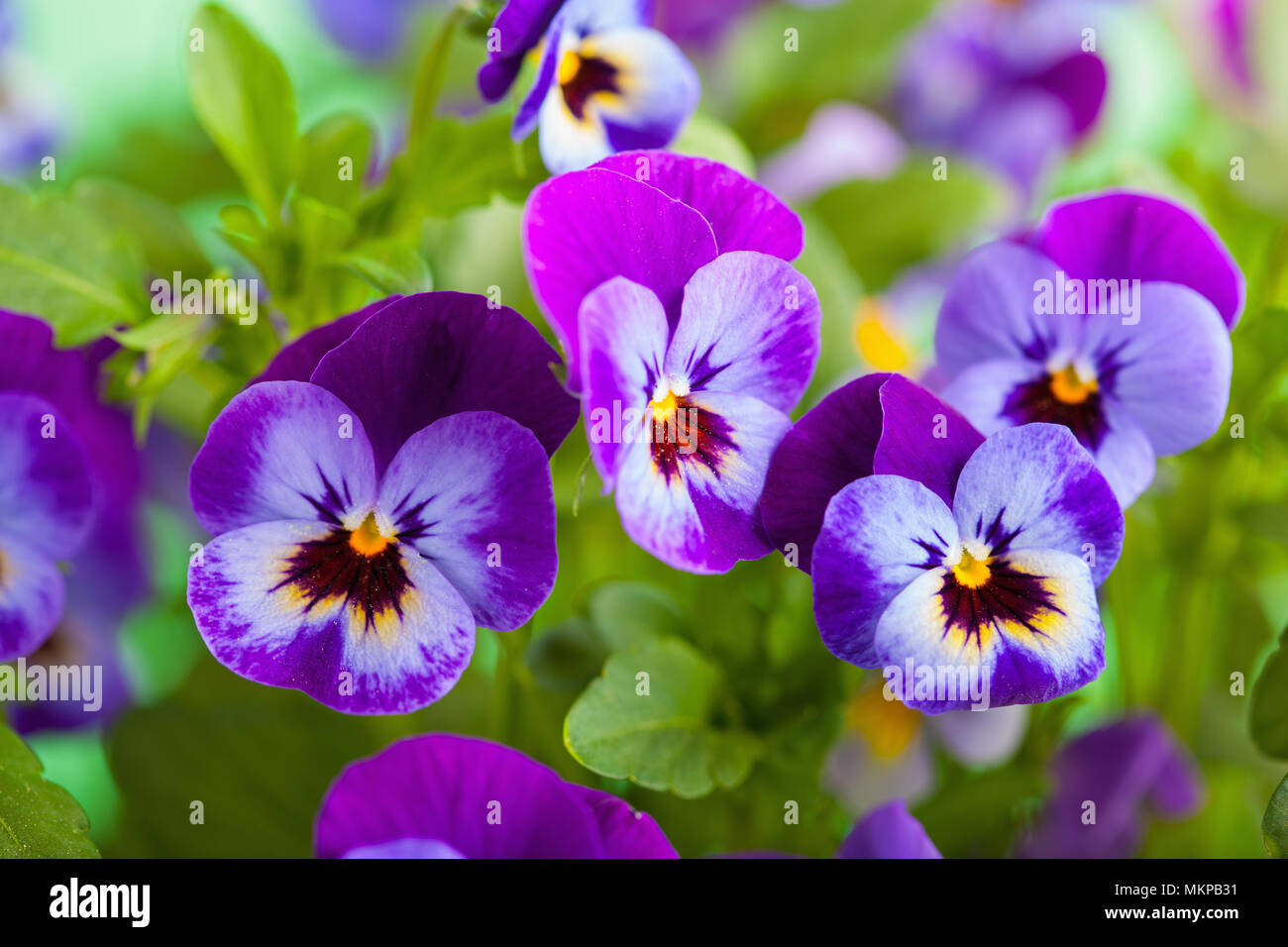Beau jardin en fleurs d'été pansy Banque D'Images