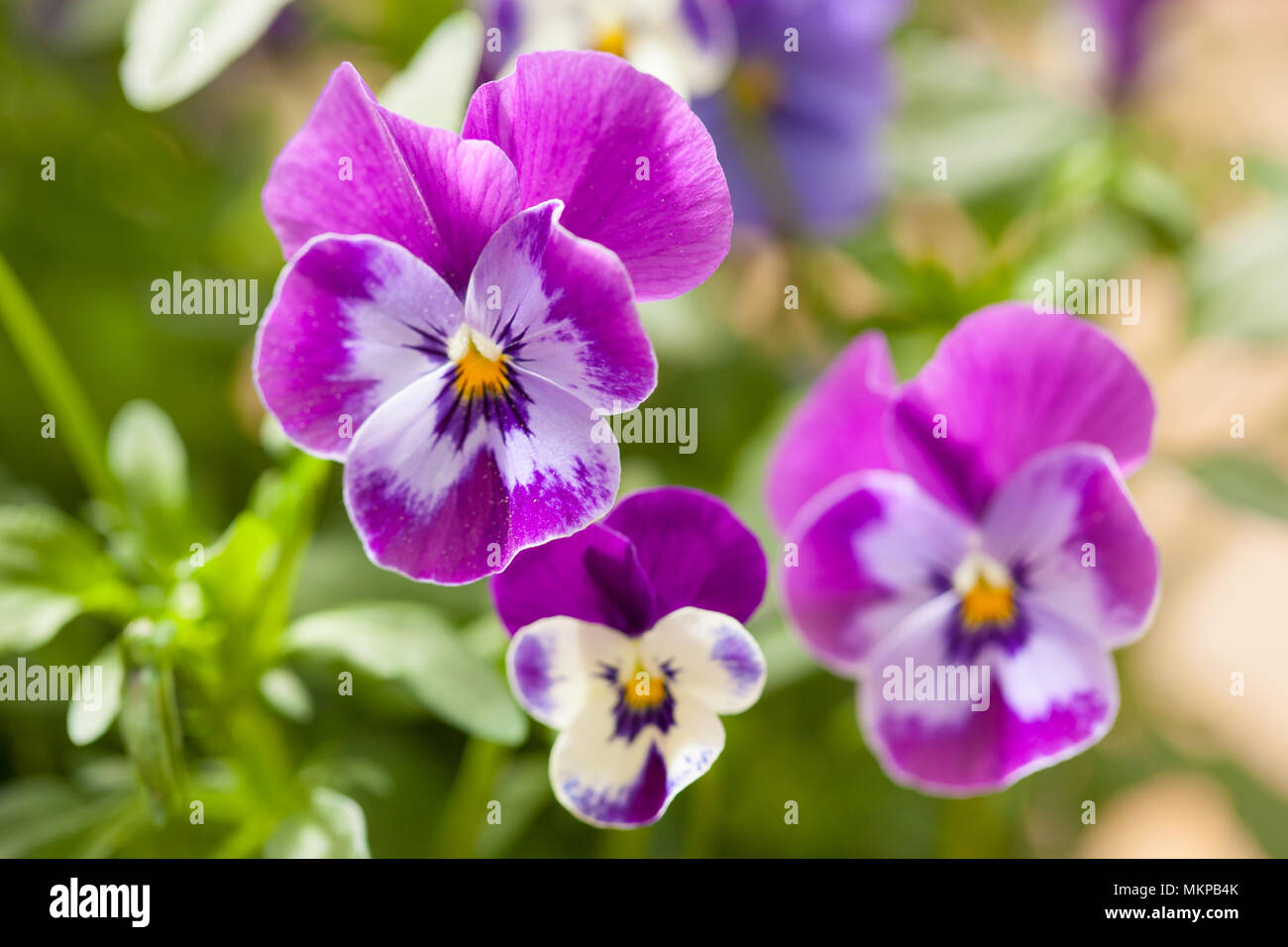 Beau jardin en fleurs d'été pansy Banque D'Images