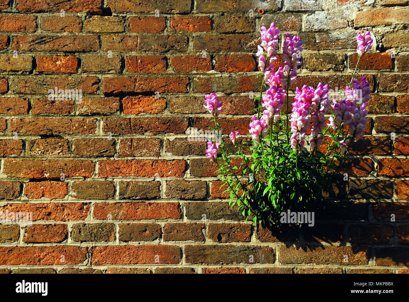De plus en plus dans l'usine snapdragon un vieux mur à Rijeka, Croatie. Banque D'Images