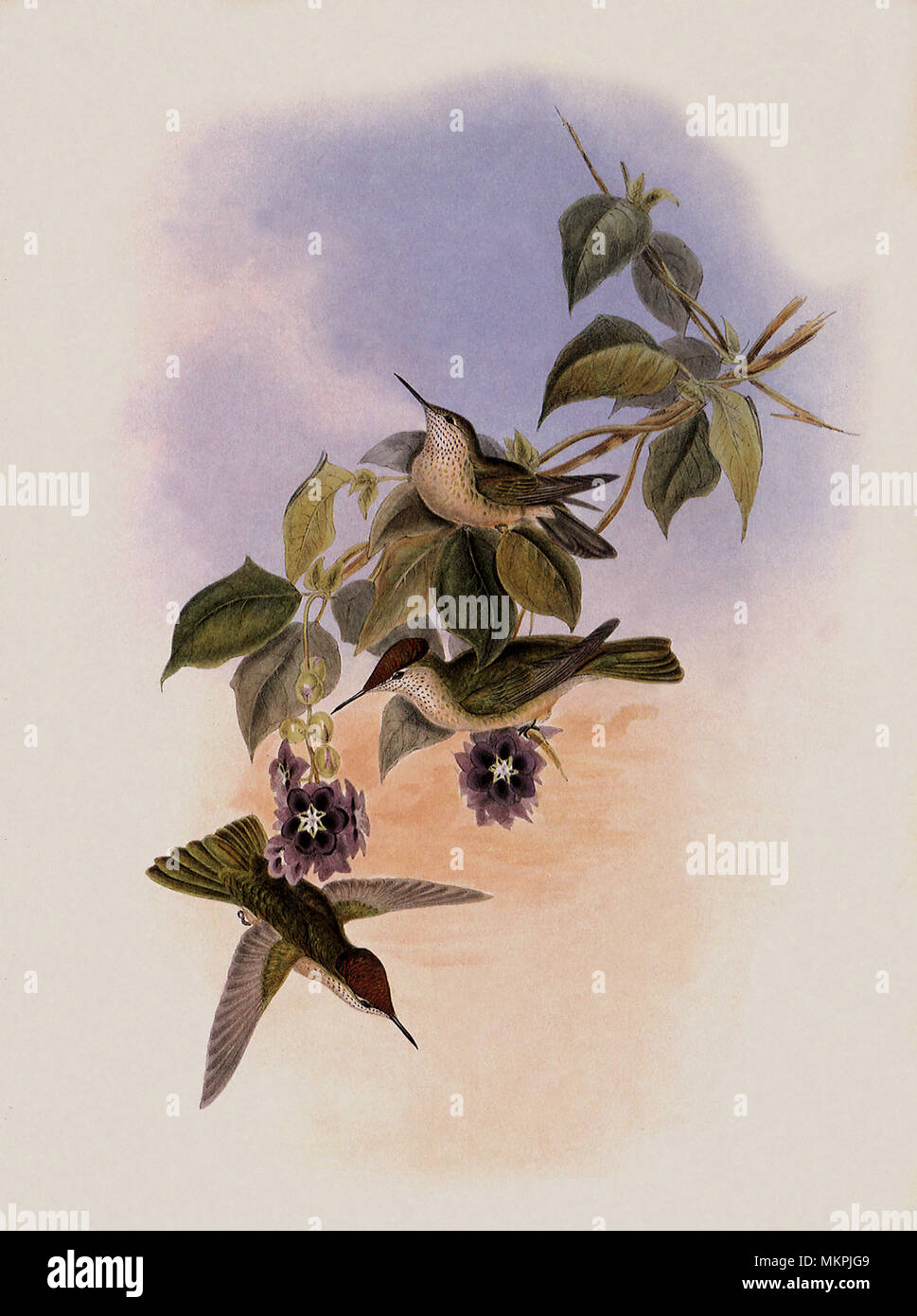 Fire-Crown Eustephanus Galeritus, Chili Banque D'Images