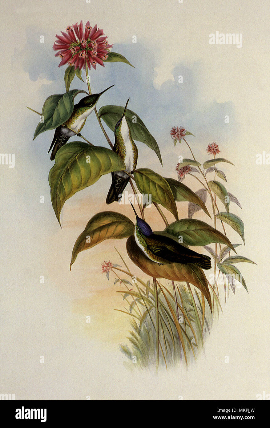 Black-Billed Azure-Crown Cyanomyia, Cyanocephala Banque D'Images