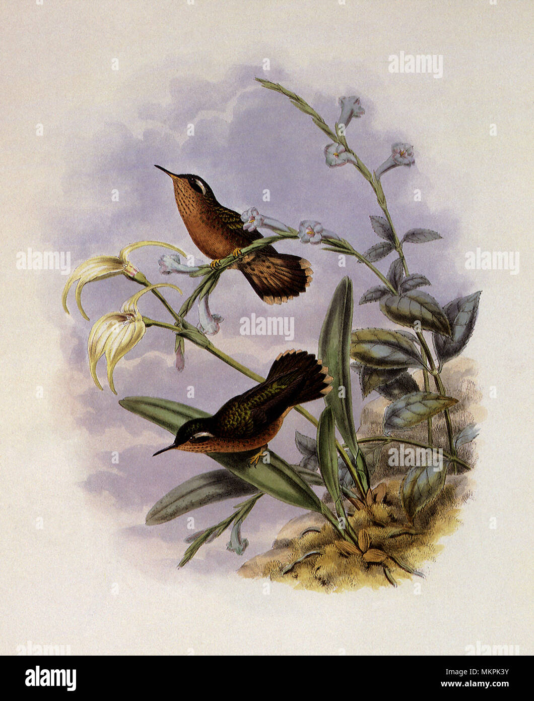 Buff-Breasted Hummingbird, Adelomyia Cervina Banque D'Images