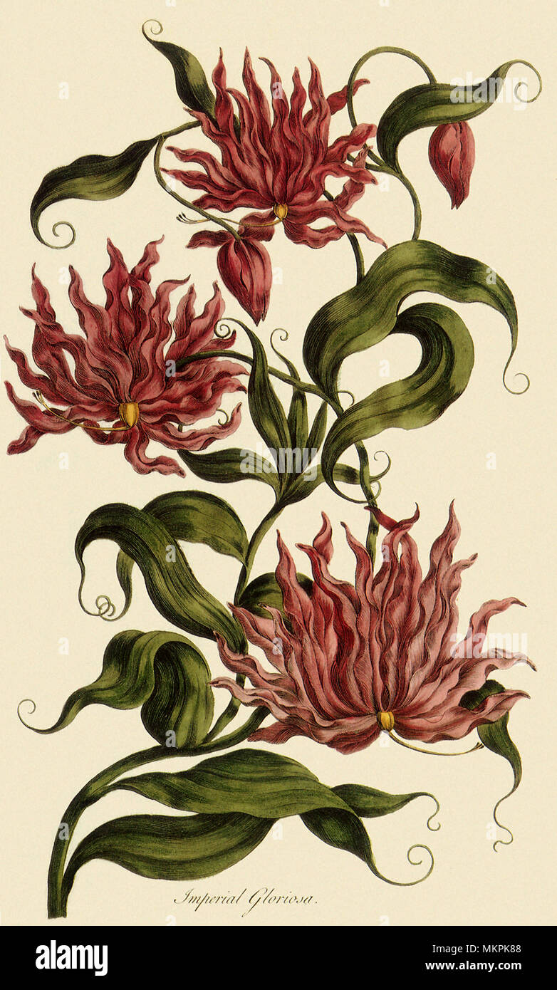 Gloire impériale Gloriosa, Lily Banque D'Images