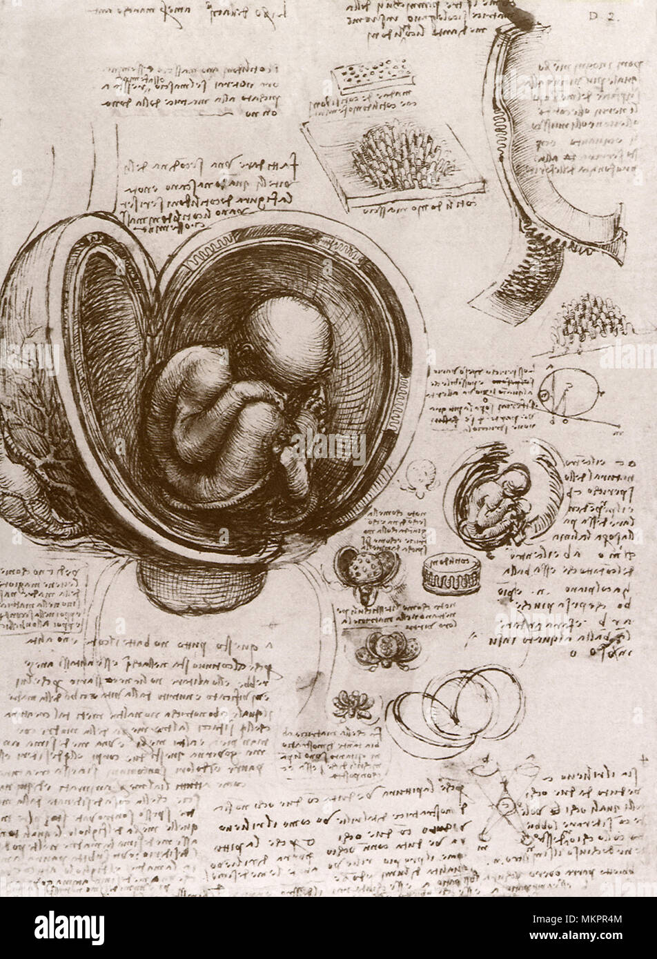 Embryon dans l'utérus Banque D'Images