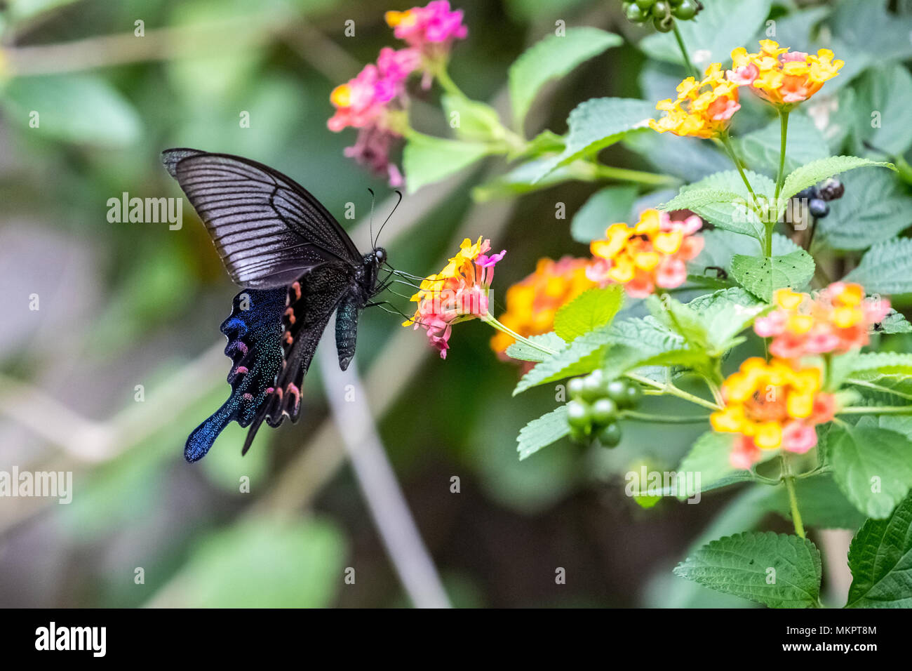 Chinese Peacock (Papilio bianor) manger sur la Banque D'Images