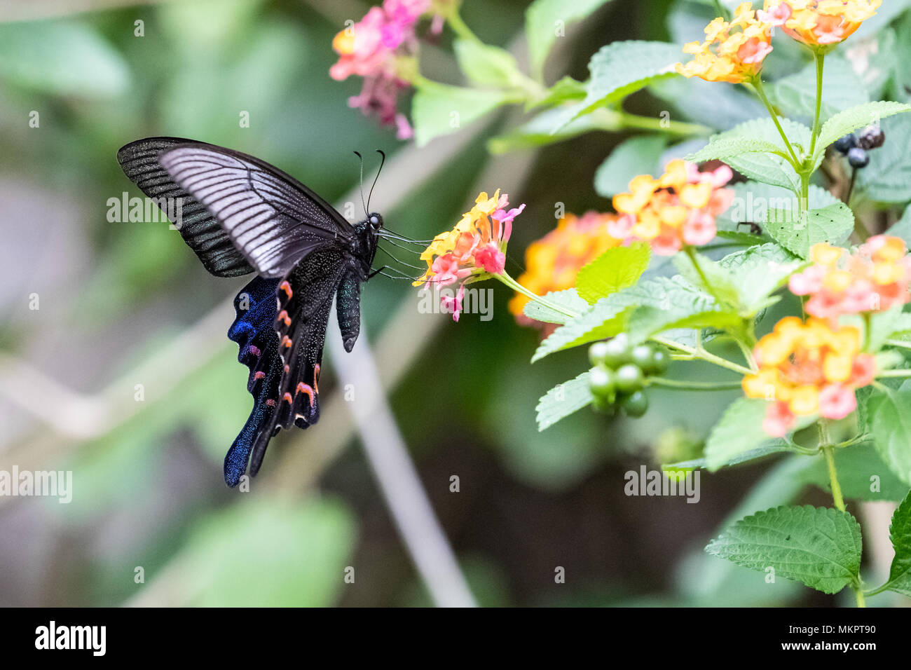 Chinese Peacock (Papilio bianor) manger sur la Banque D'Images