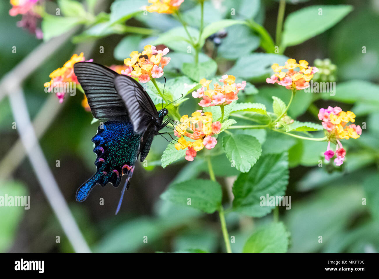 Chinese Peacock (Papilio bianor) manger sur la Banque D'Images
