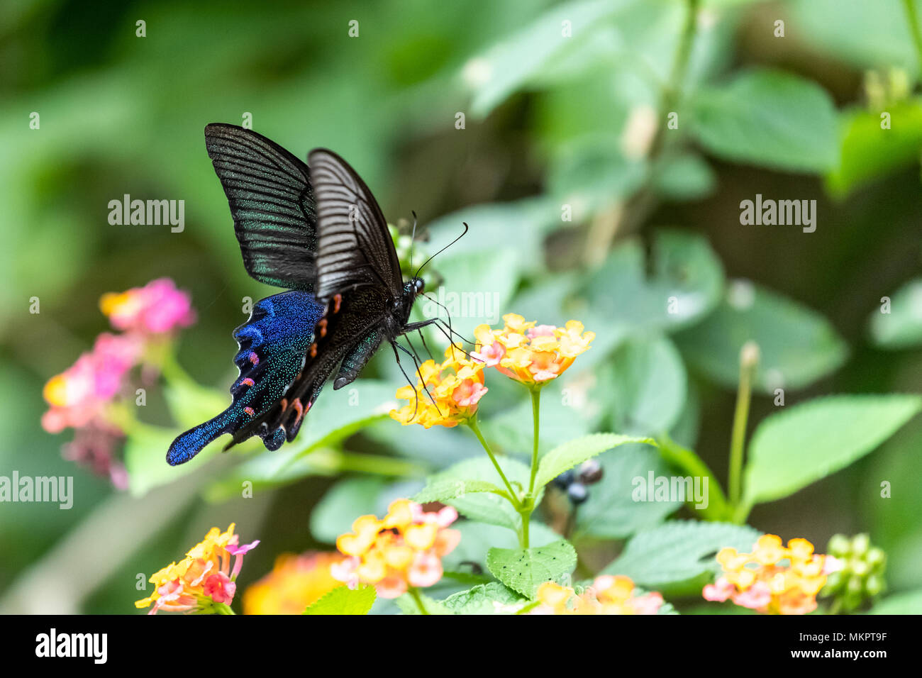 Chinese Peacock (Papilio bianor) manger sur la Banque D'Images